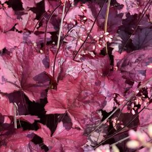 Heuchera 'Georgia Plum' ---